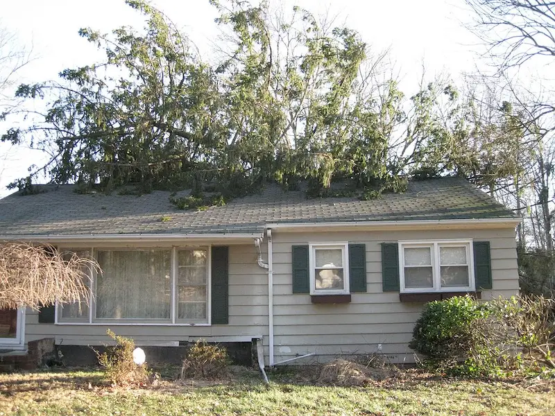 home with tree on it homeowner insurance claim louisiana